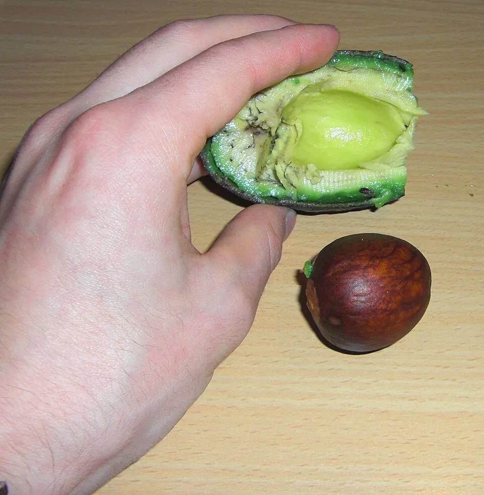 Avocado, photo 2