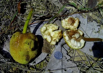 Marang, photo 3