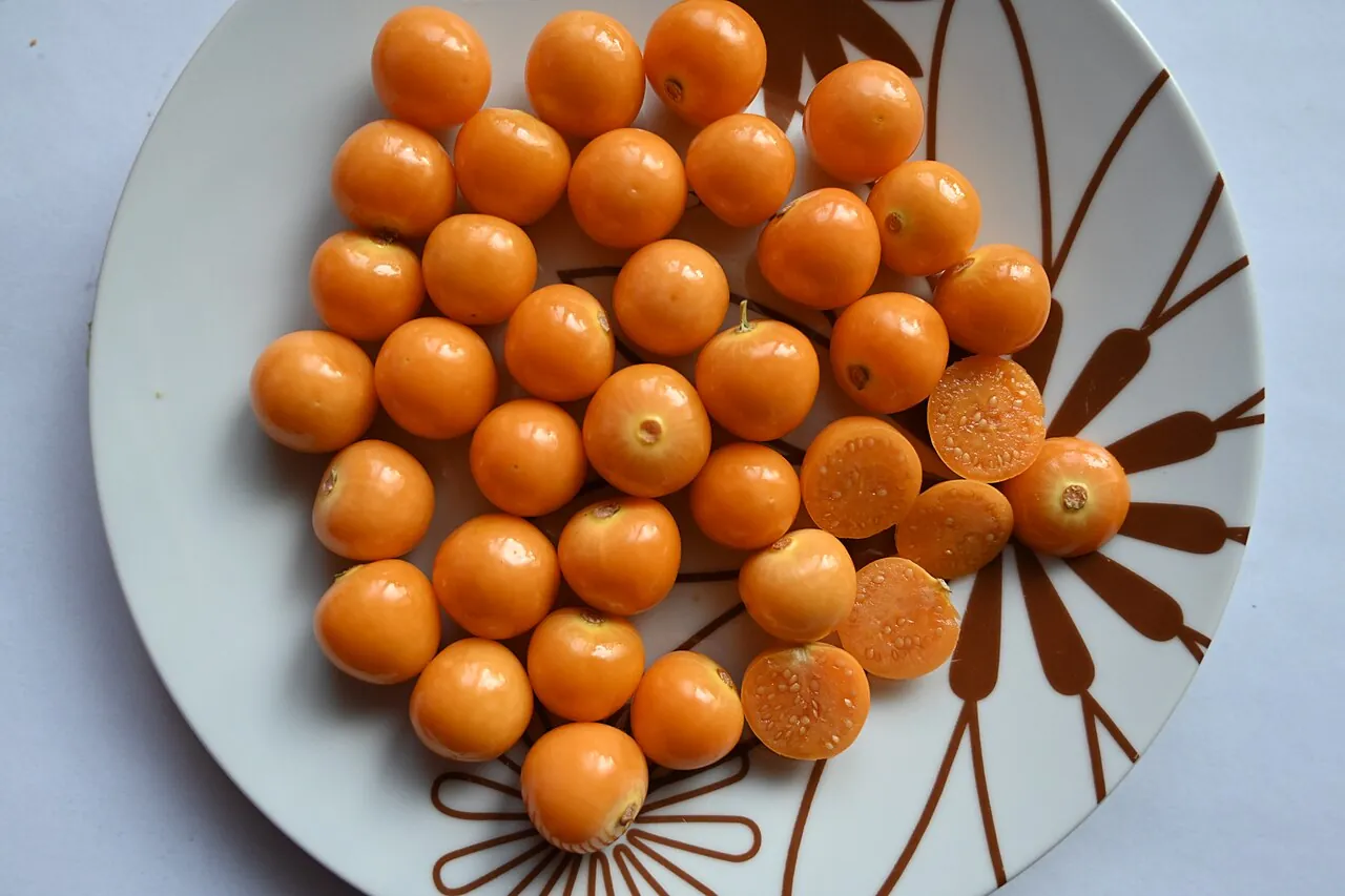 Cape gooseberry, photo 1