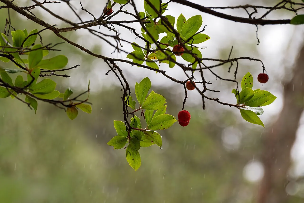 Strawberry tree fruit, photo 3