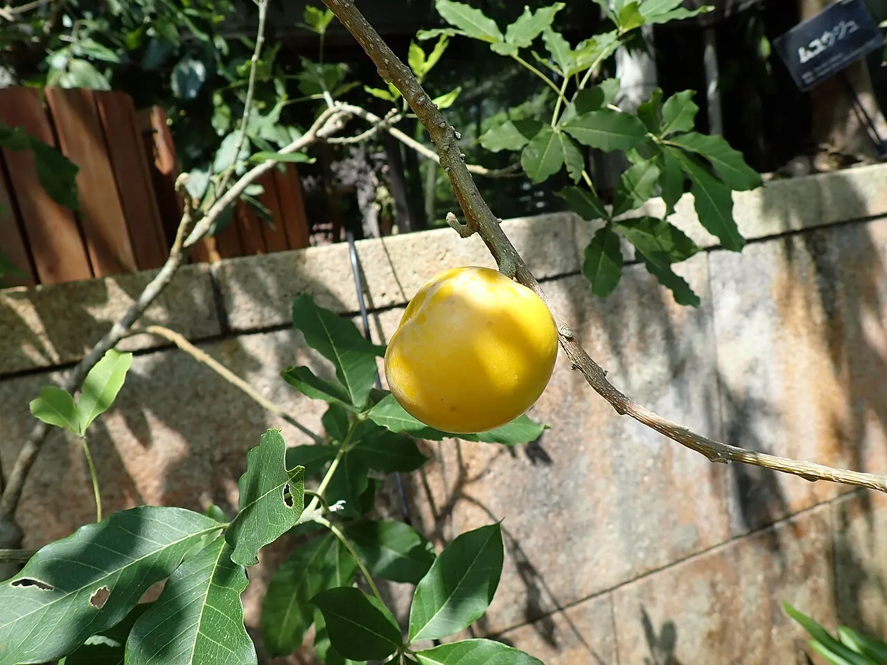 White sapote, photo 3