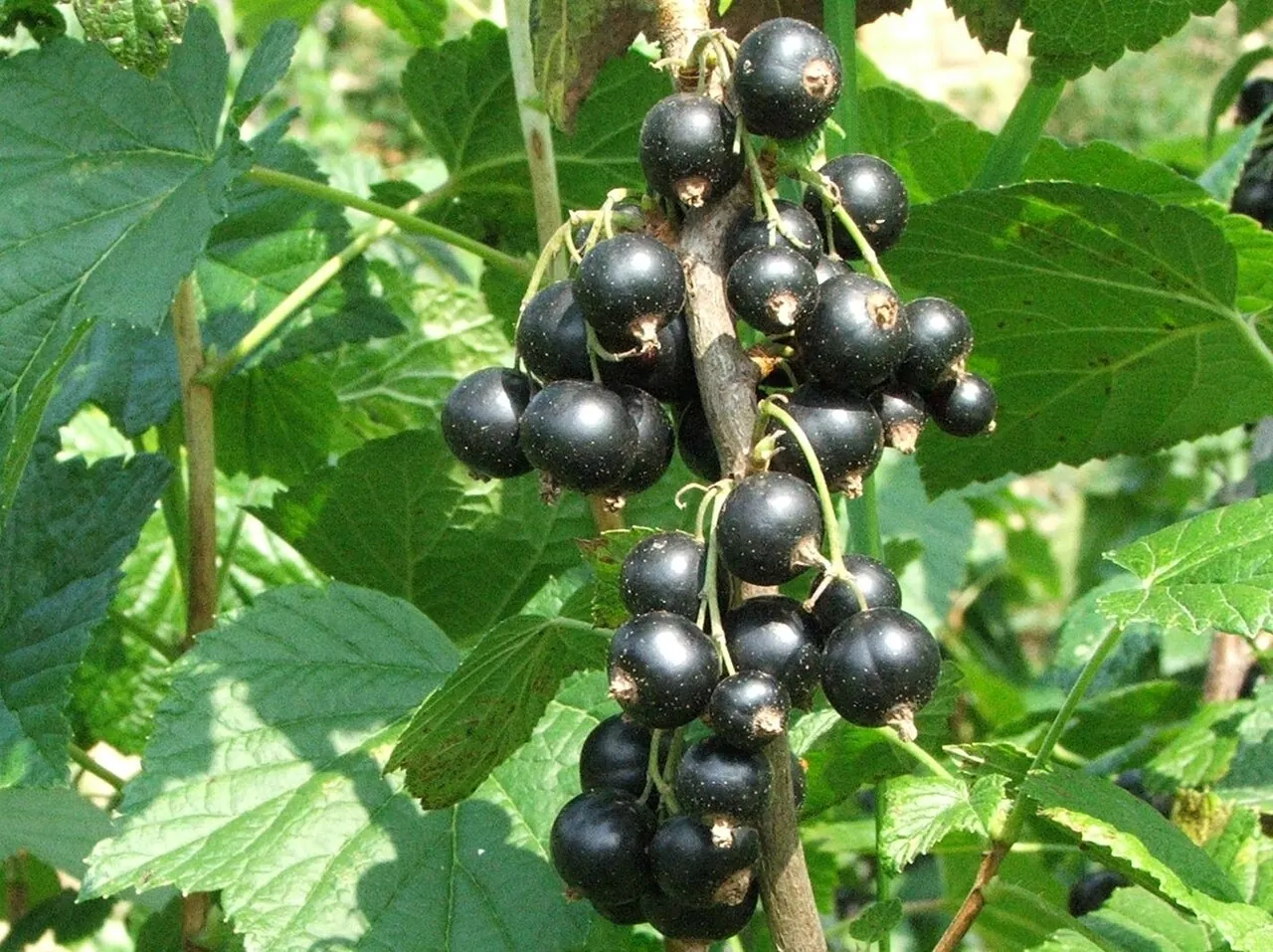 Blackcurrant, photo 1