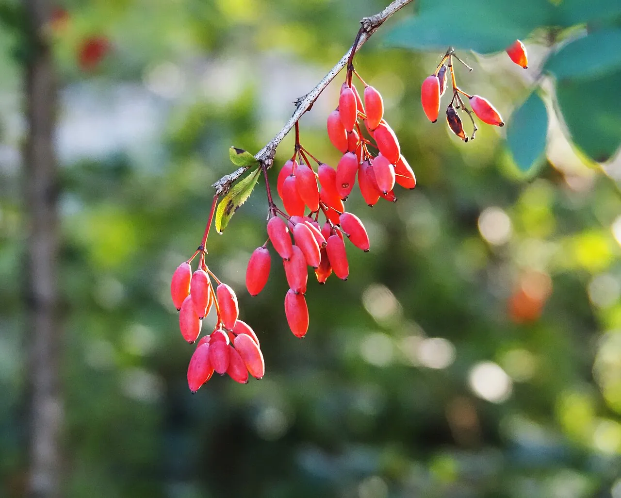 Barberry, photo 3