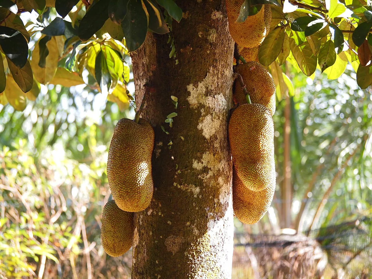 Cempedak, photo 1