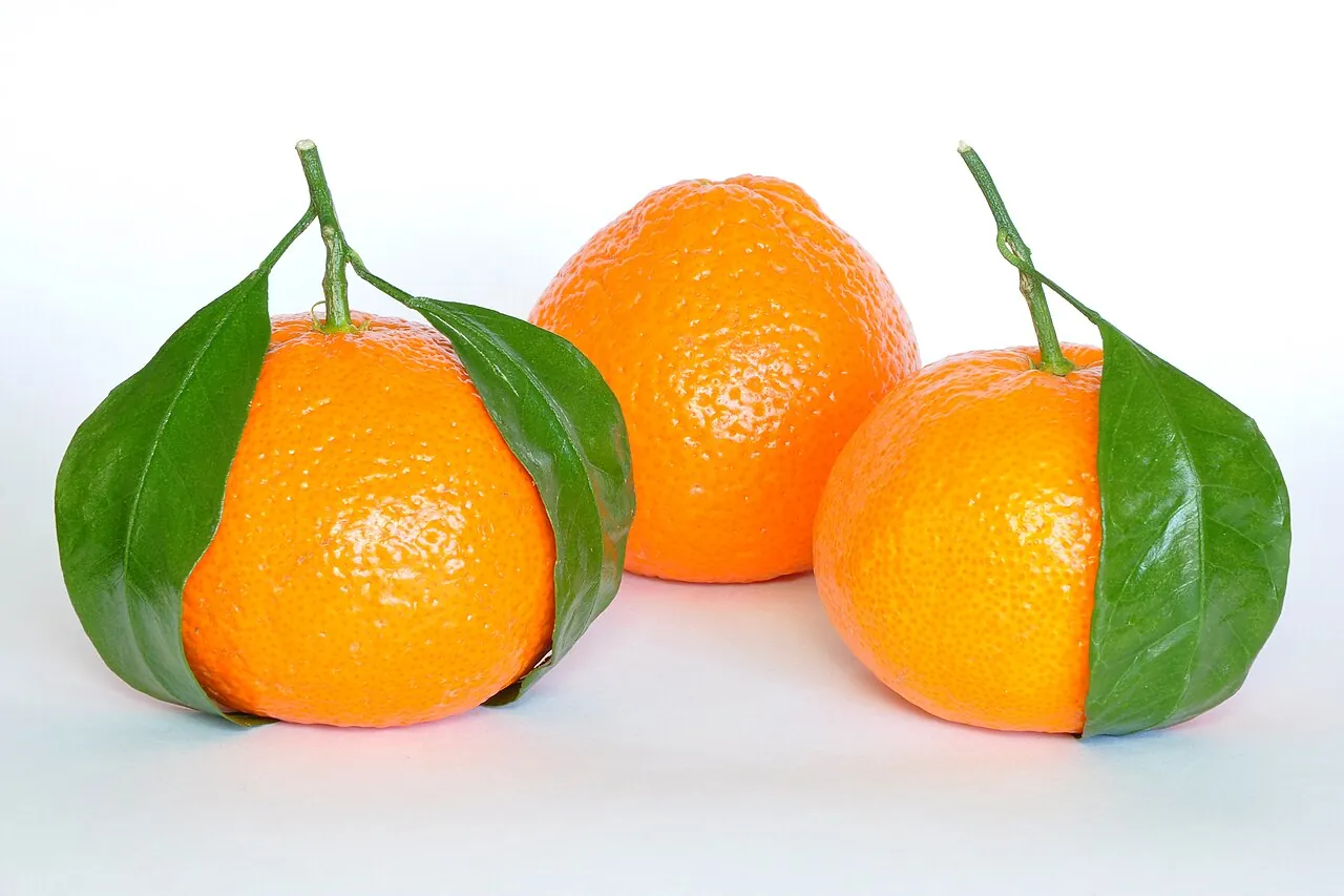 Mandarin, photo 2