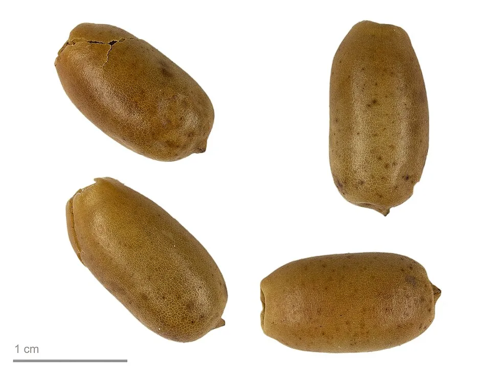 Wild date palm fruit, photo 2