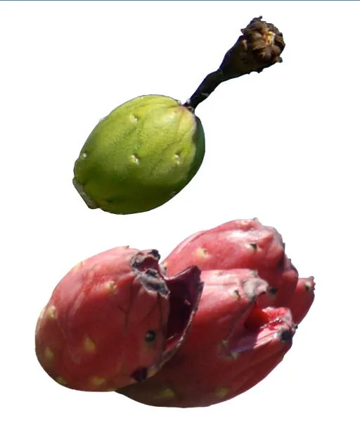 Saguaro fruit, photo 1