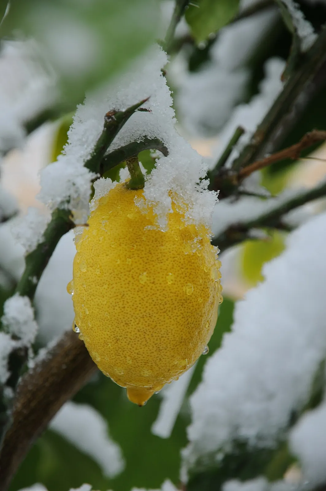 Lemon, photo 3