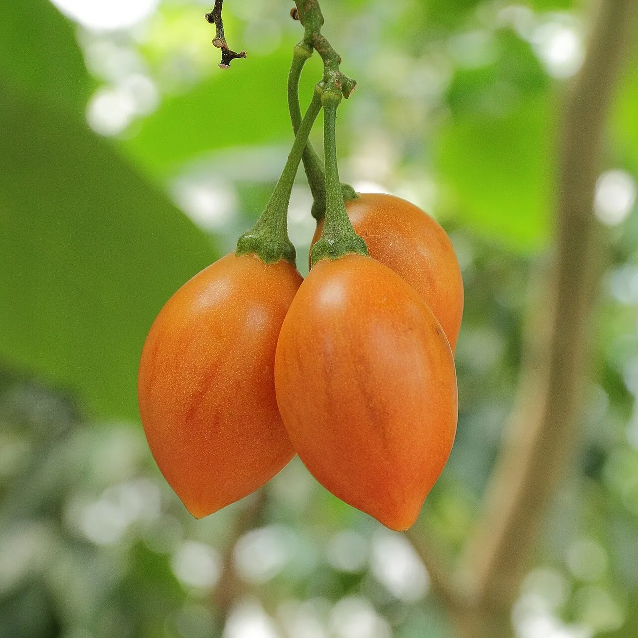 Tamarillo, photo 1