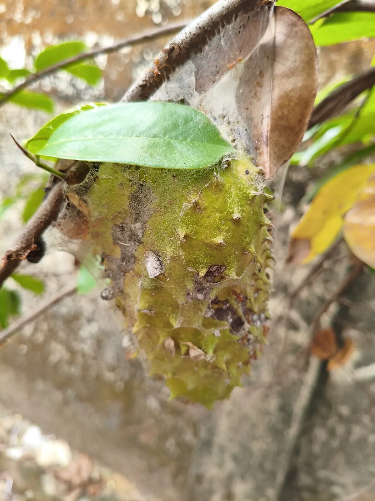 Soursop, photo 2