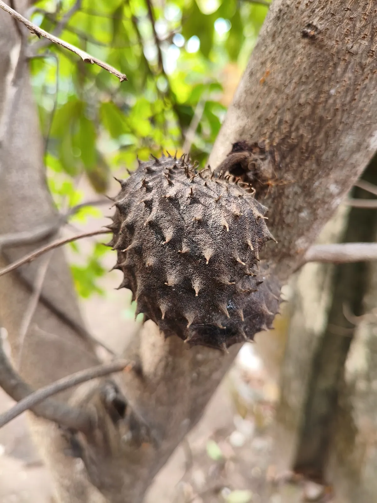 Soursop, photo 3