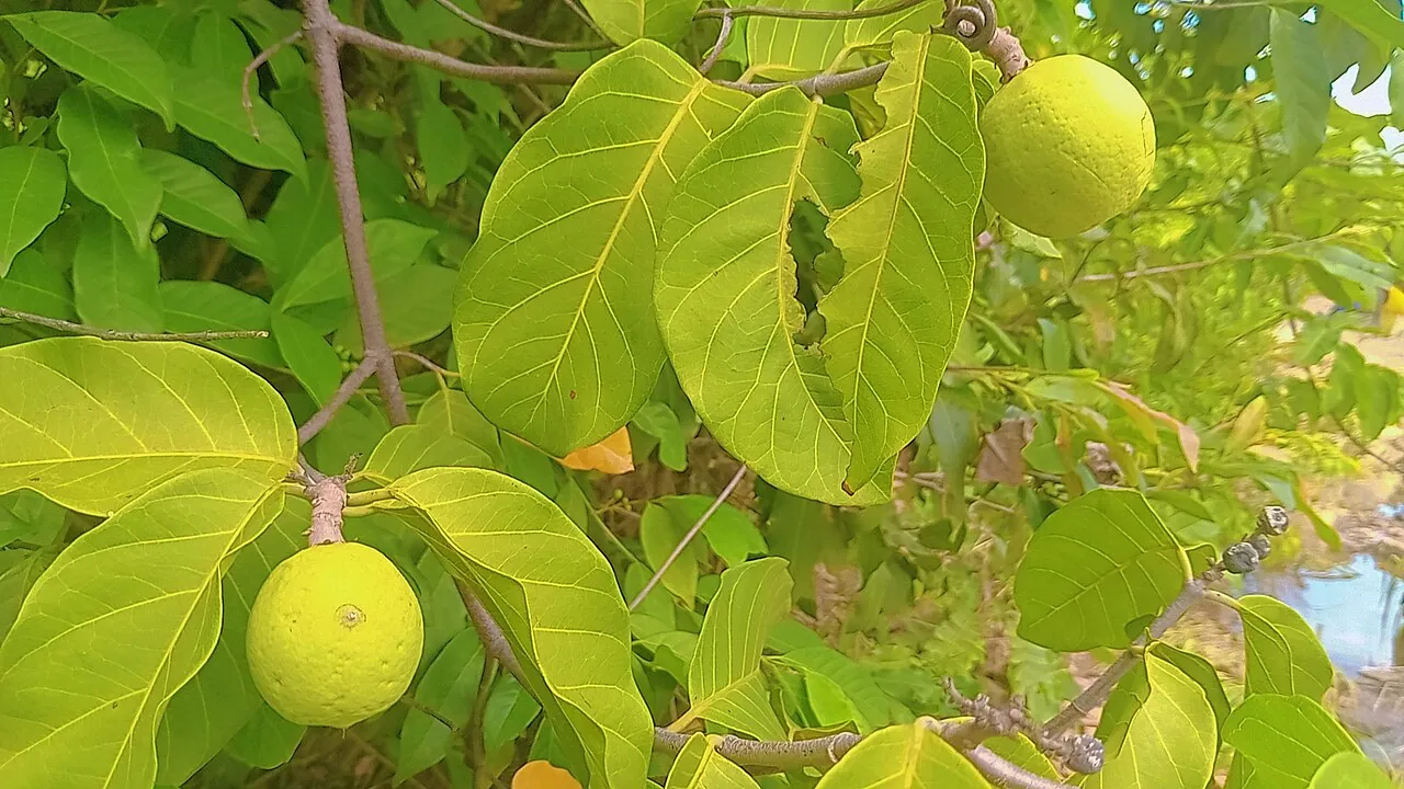African star apple, photo 2