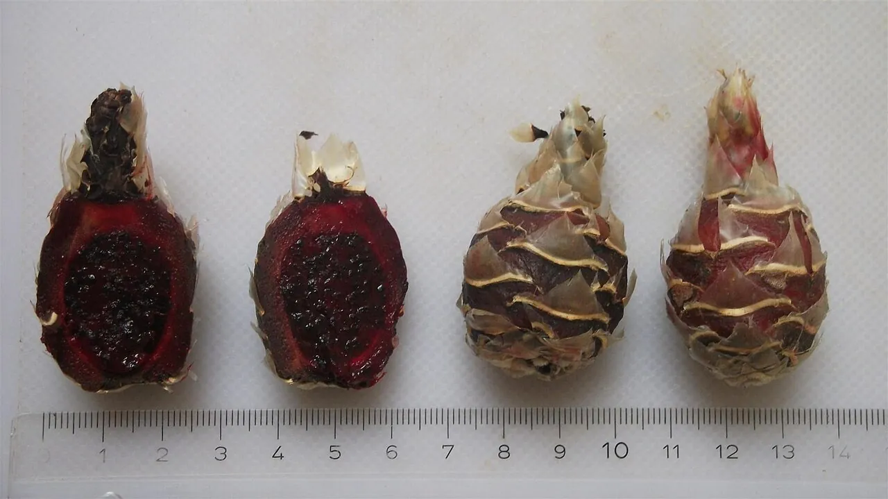 Jiotilla, photo 1