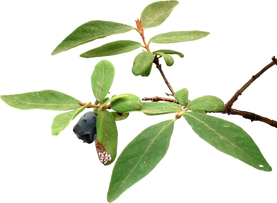 Honeyberry, photo 1