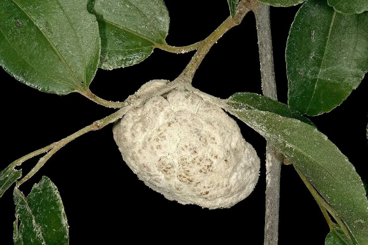 Buffalo thorn fruit, photo 2