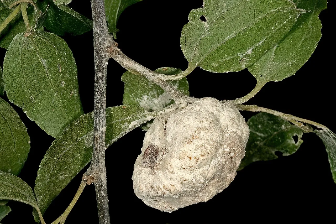 Buffalo thorn fruit, photo 3