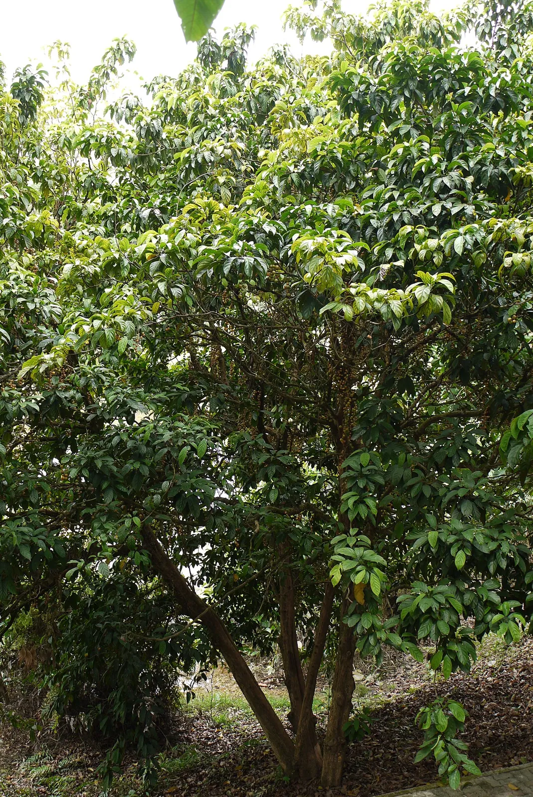Rambai, photo 2
