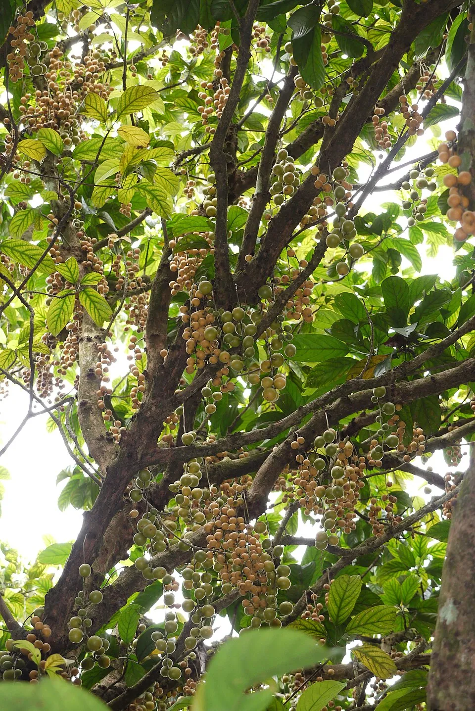 Rambai, photo 1