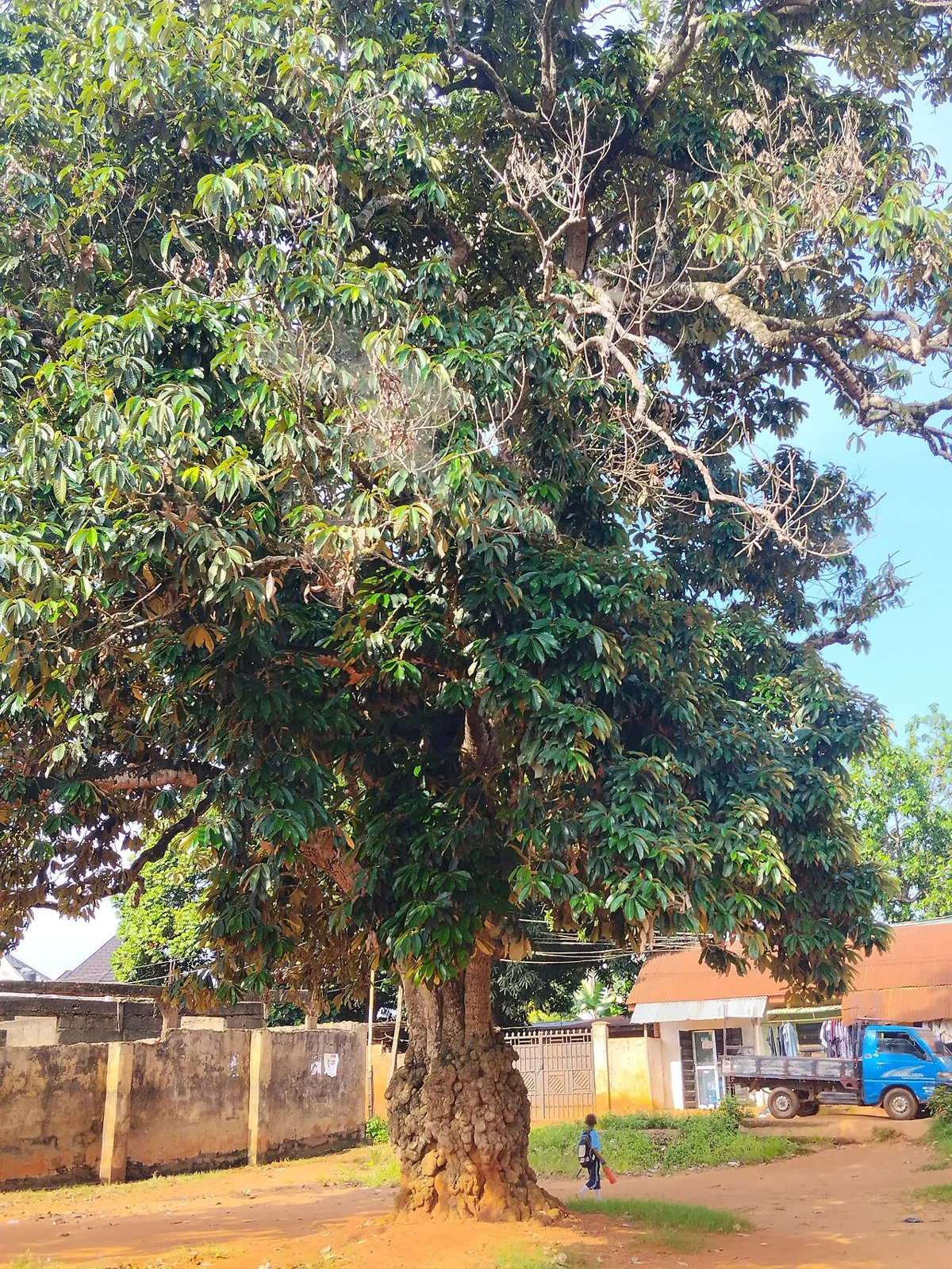 African star apple, photo 3