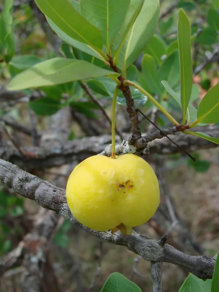 Cagaita, photo 1