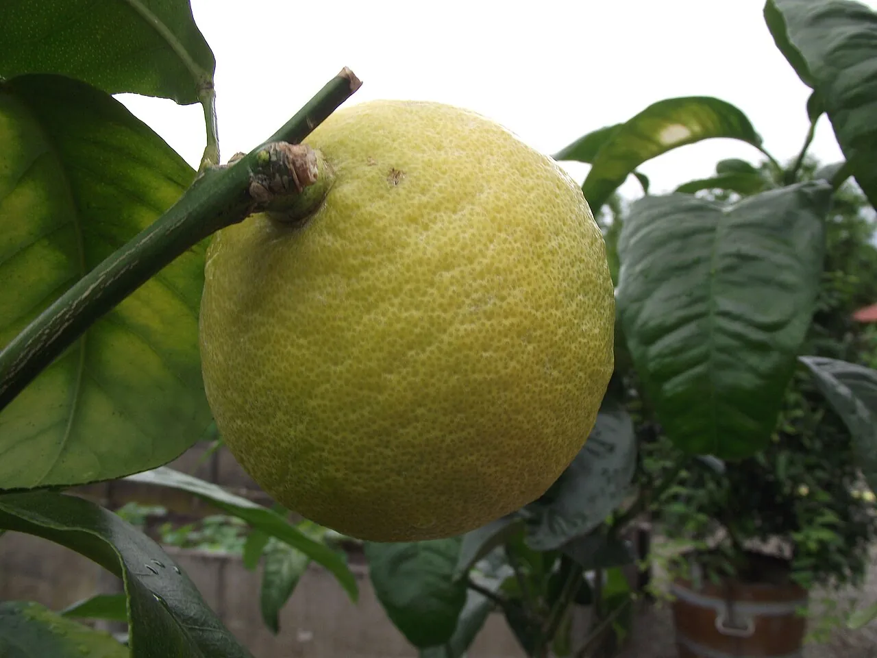 Bergamot, photo 1