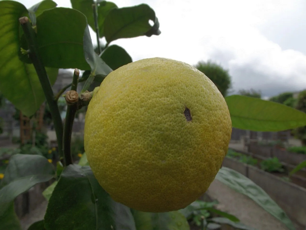 Bergamot, photo 4