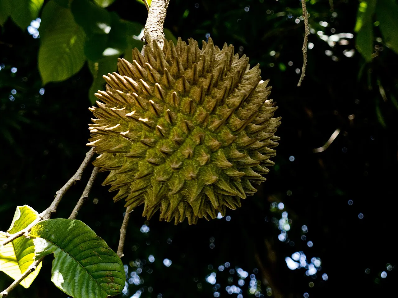 Soncoya, photo 1