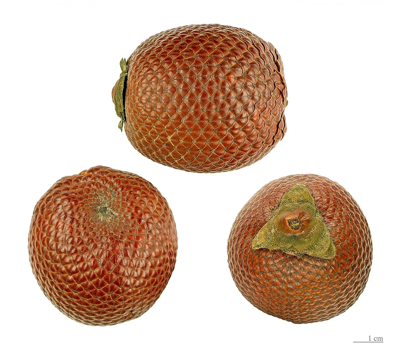 Buriti, photo 3
