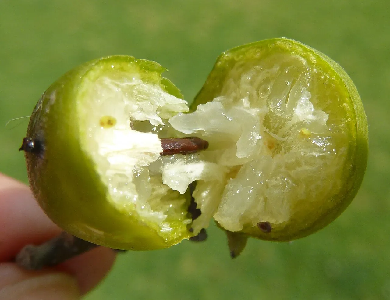 Jackalberry, photo 1