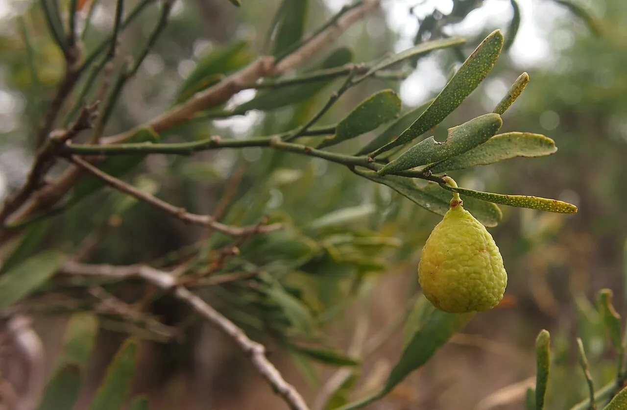 Desert lime, photo 1