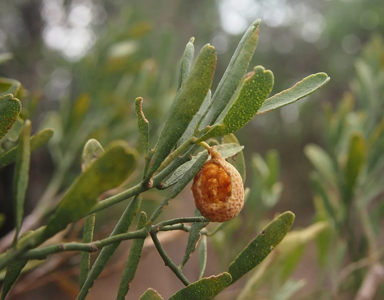Desert lime, photo 3