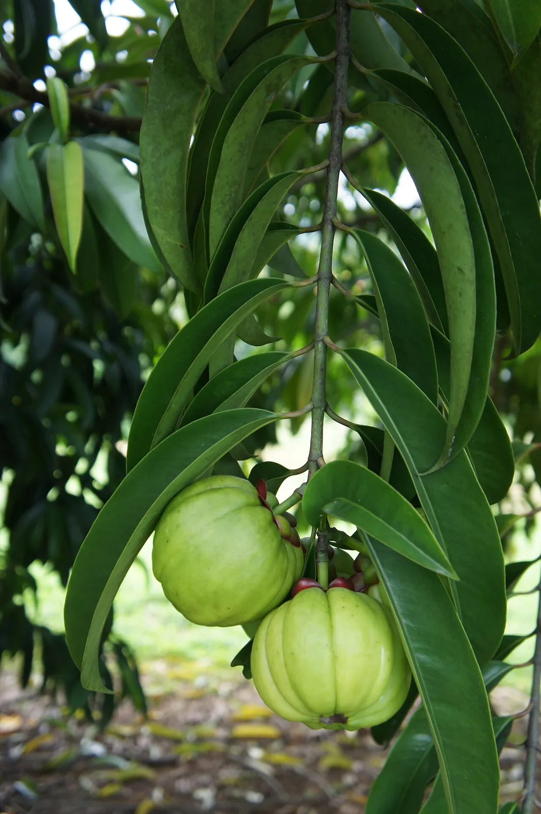 Asam gelugur, photo 3