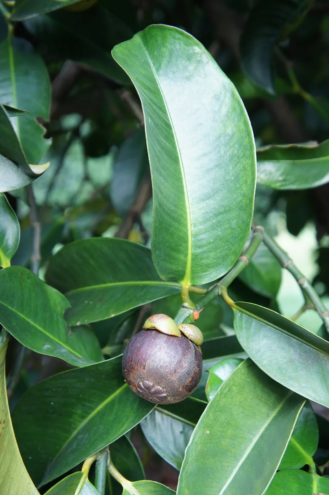Mangosteen, photo 2