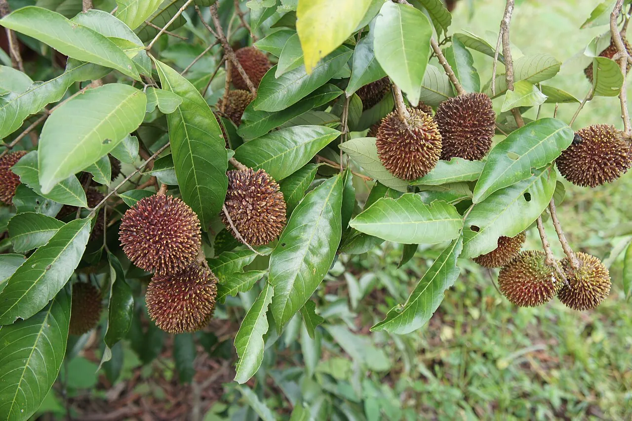 Pulasan, photo 1