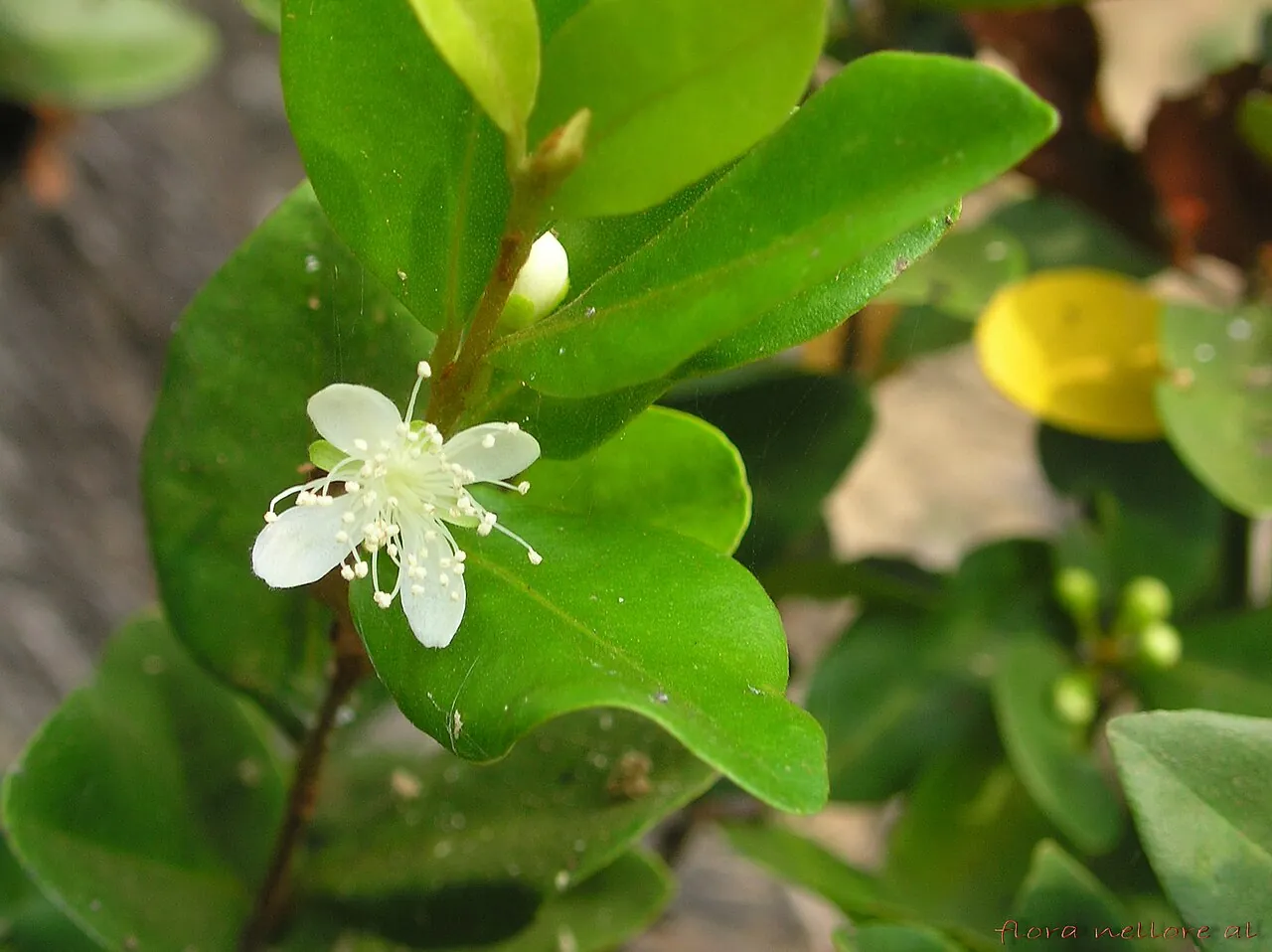 Cherry of the Rio Grande, photo 1