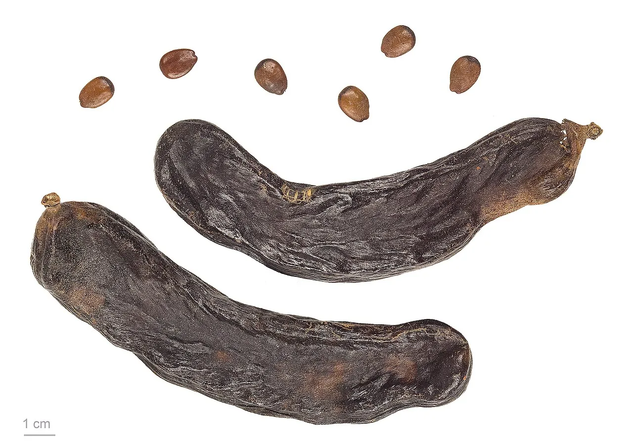 Carob, photo 4