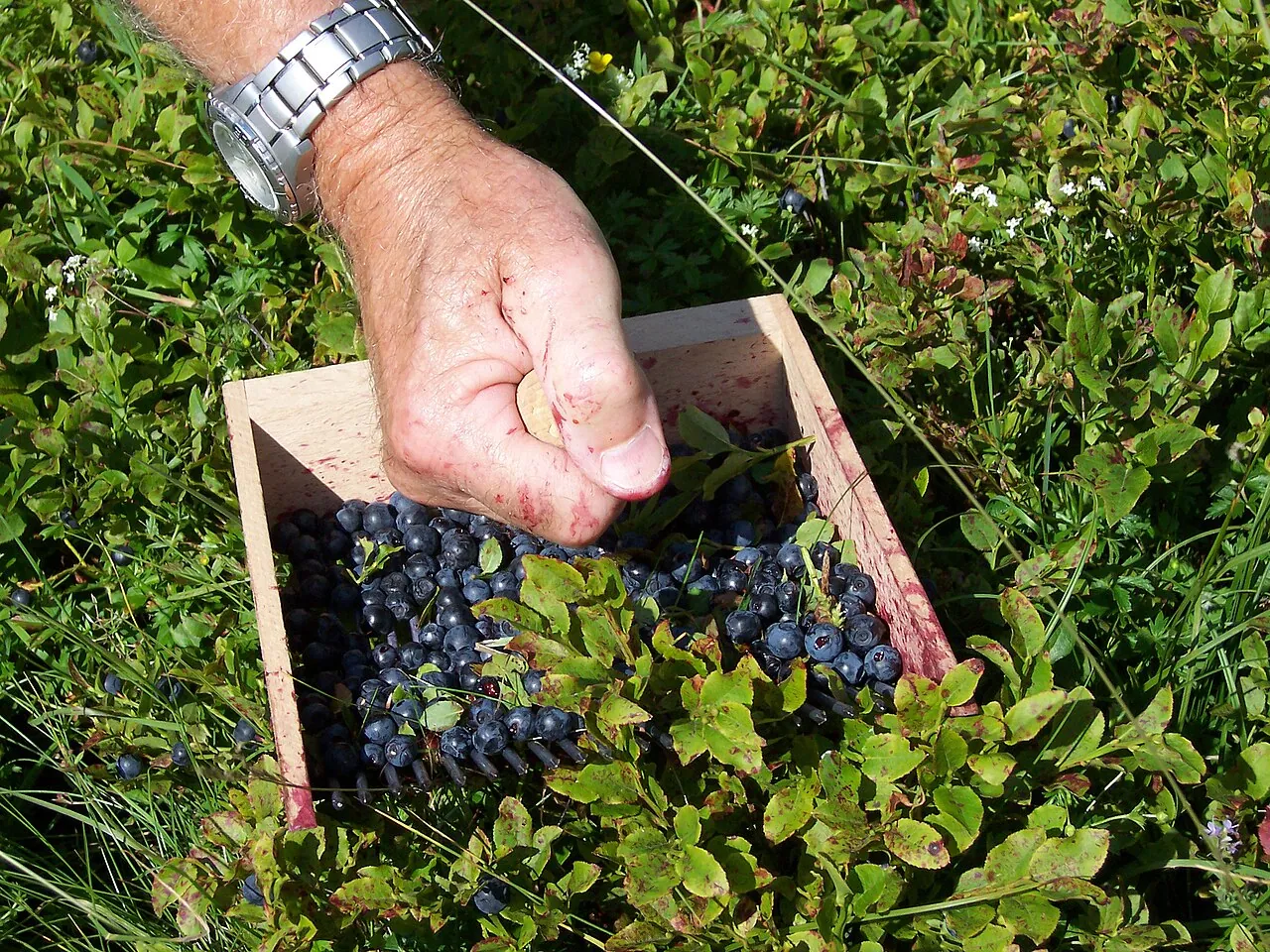 Bilberry, photo 3