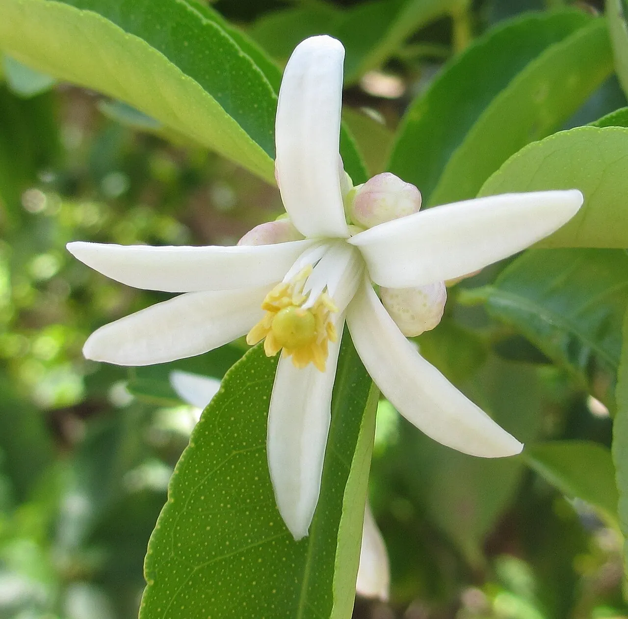Rough lemon, photo 2