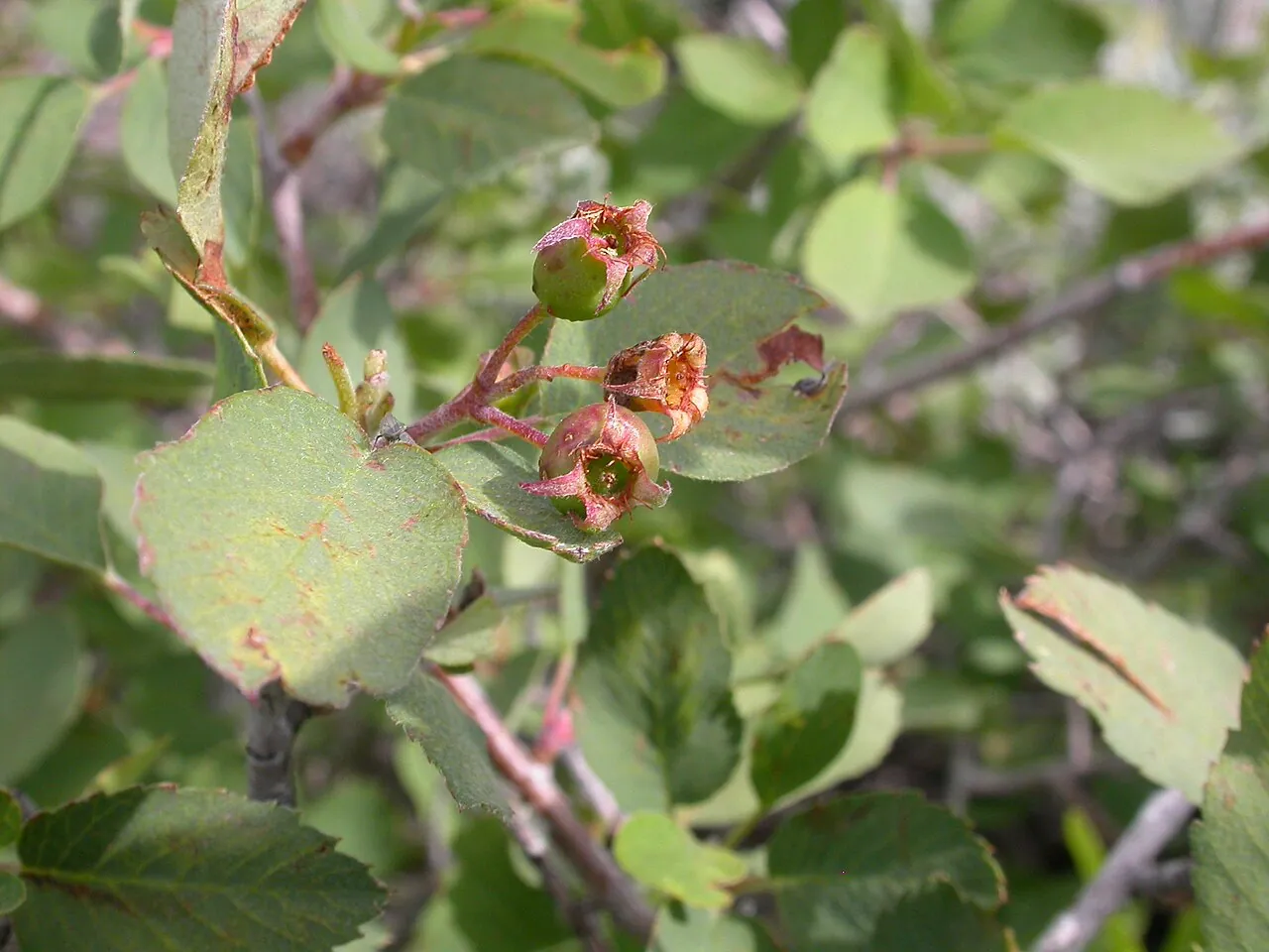 Serviceberry, photo 4