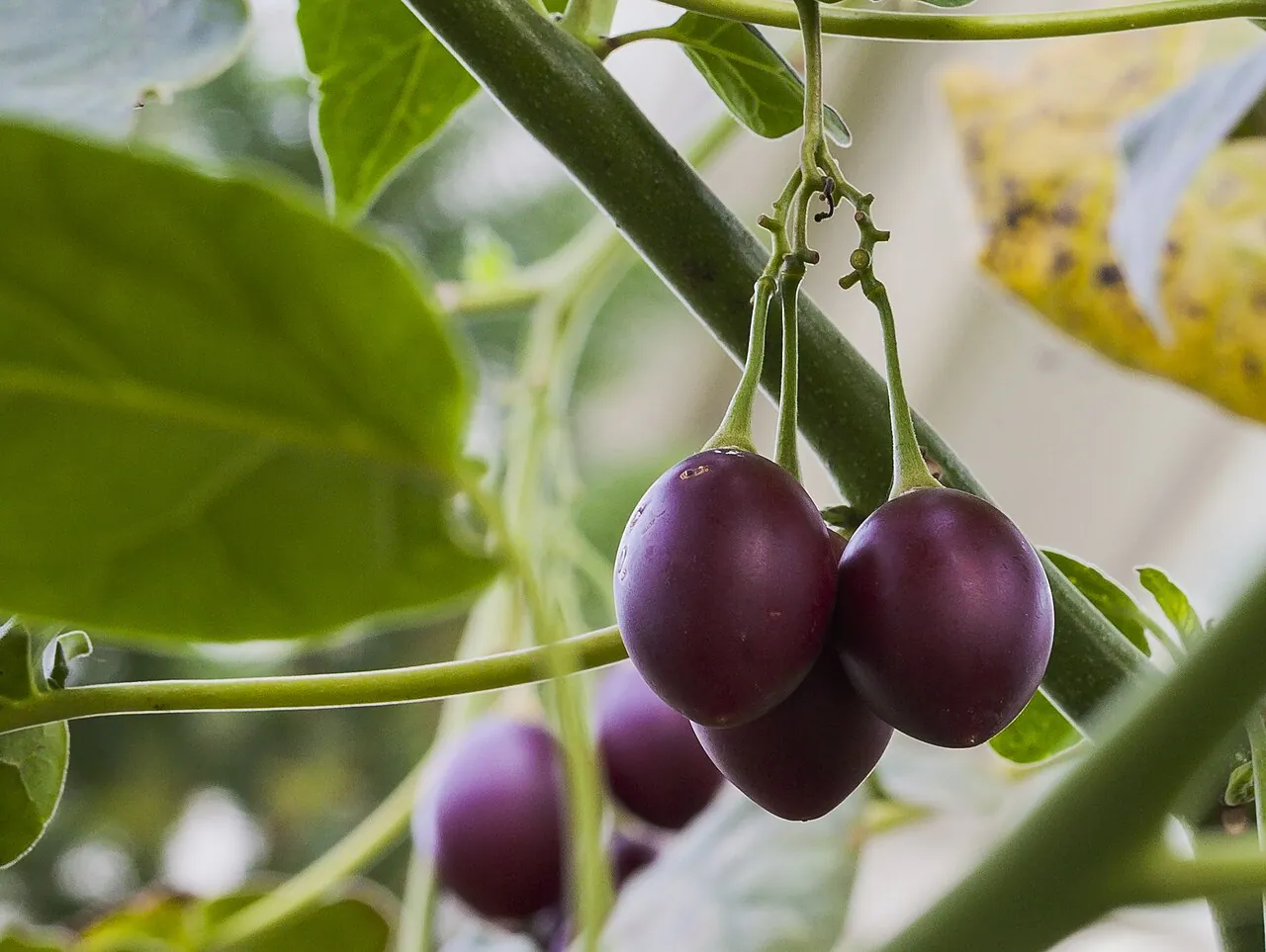 Tamarillo, photo 3