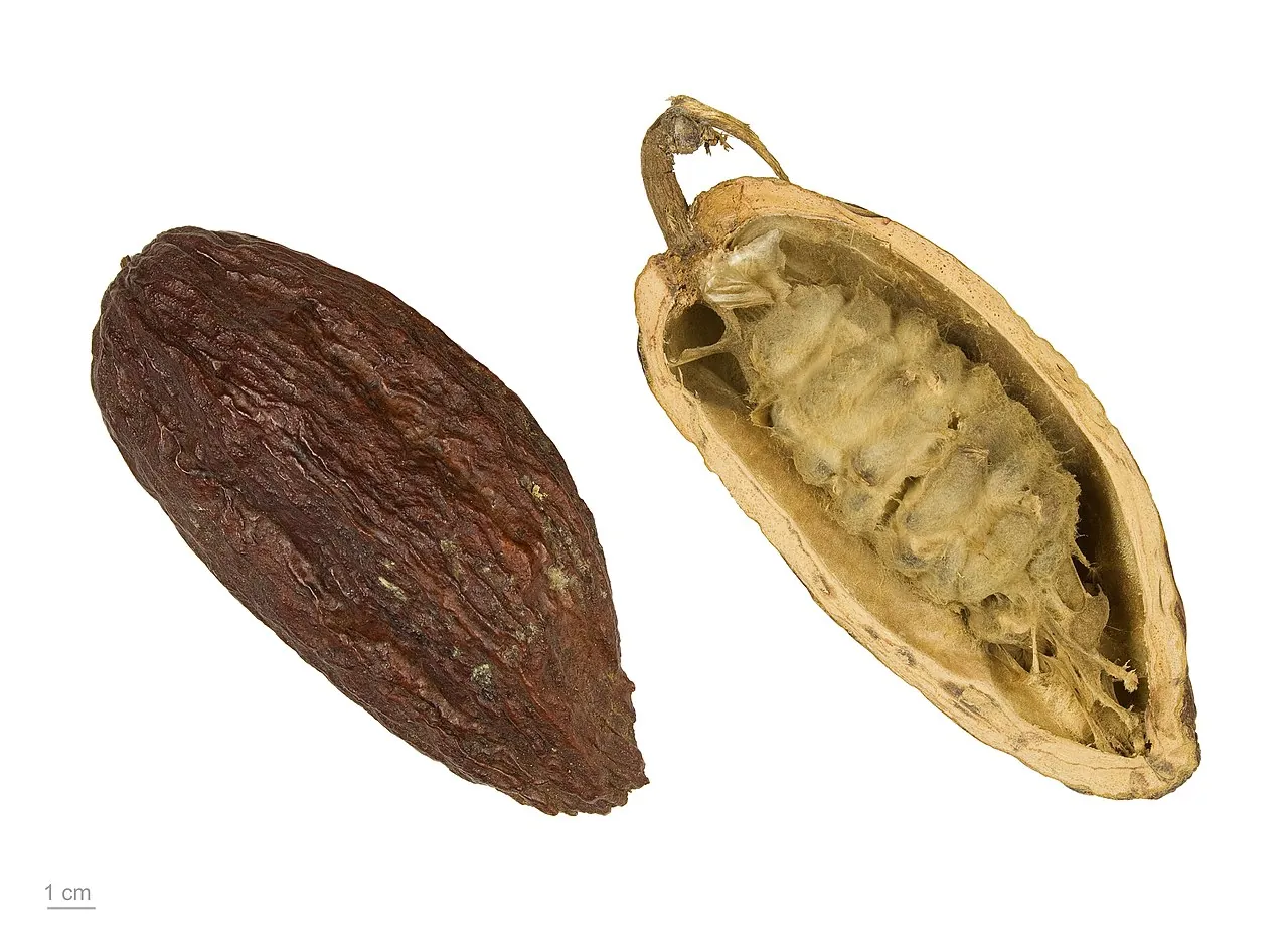 Cacao fruit, photo 3