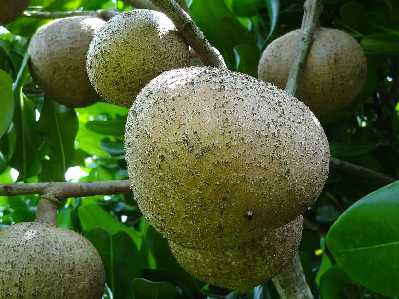 Mammee apple, photo 1