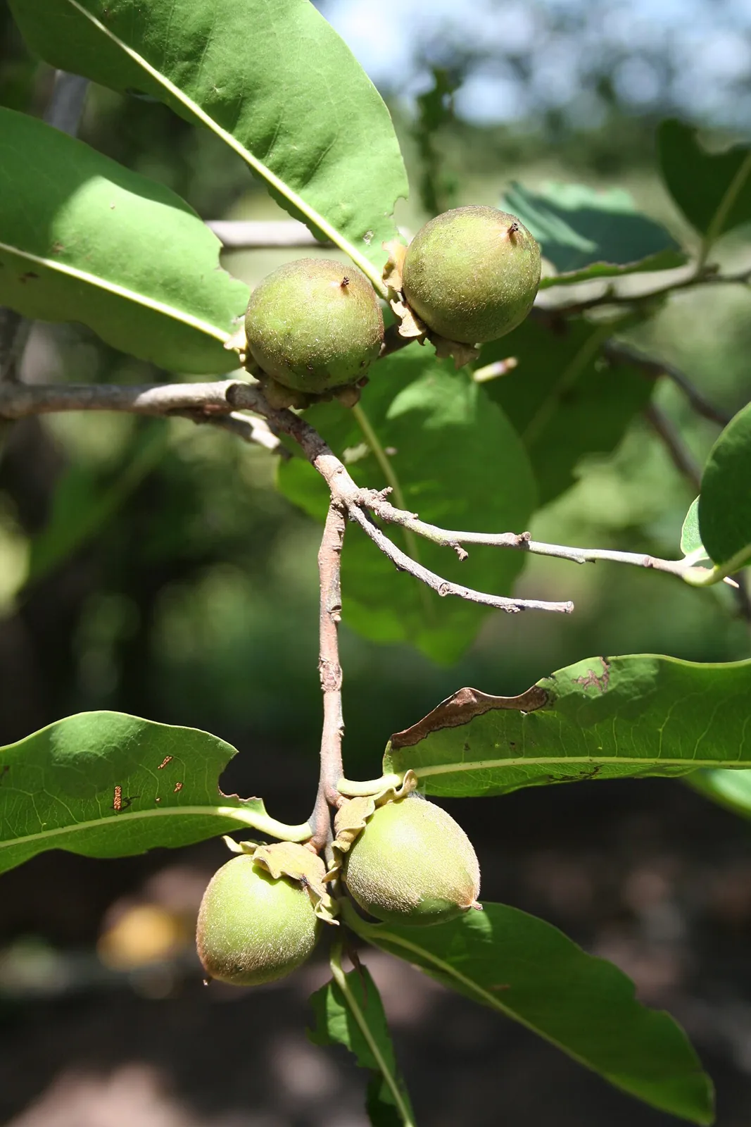 Jackalberry, photo 2