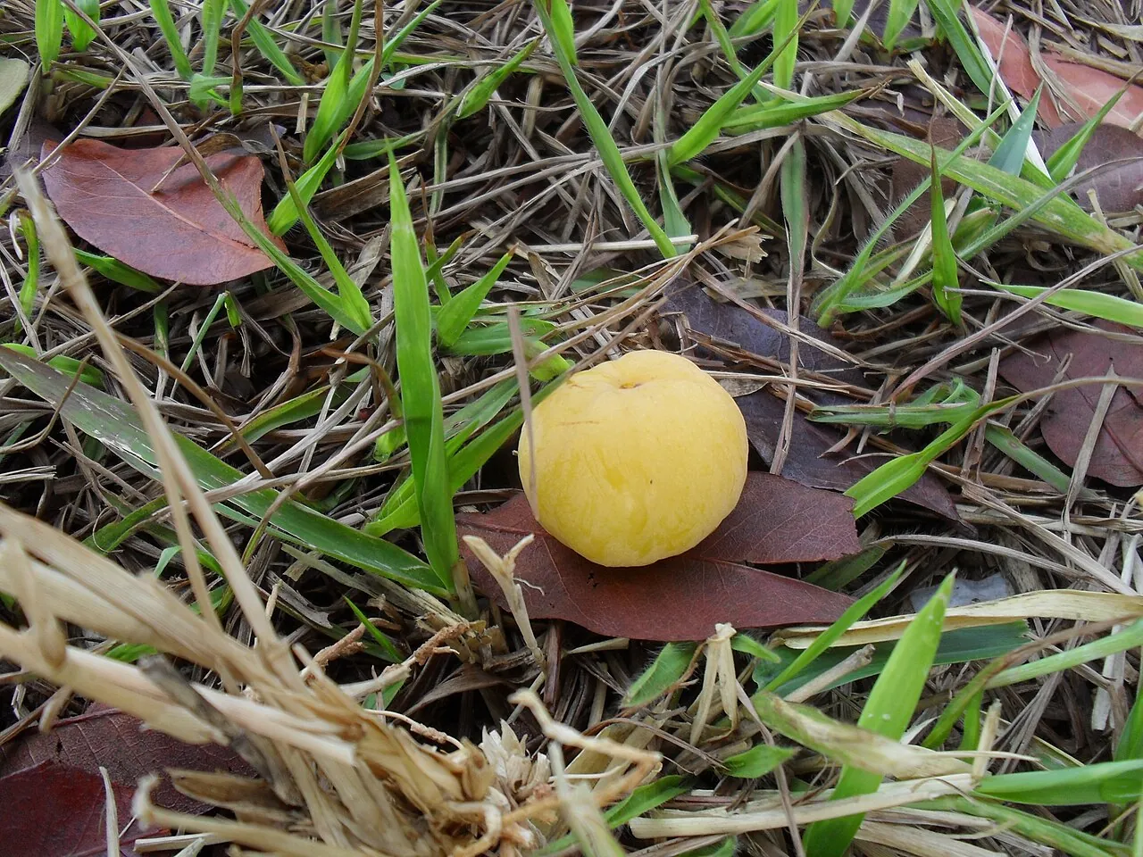Cagaita, photo 2