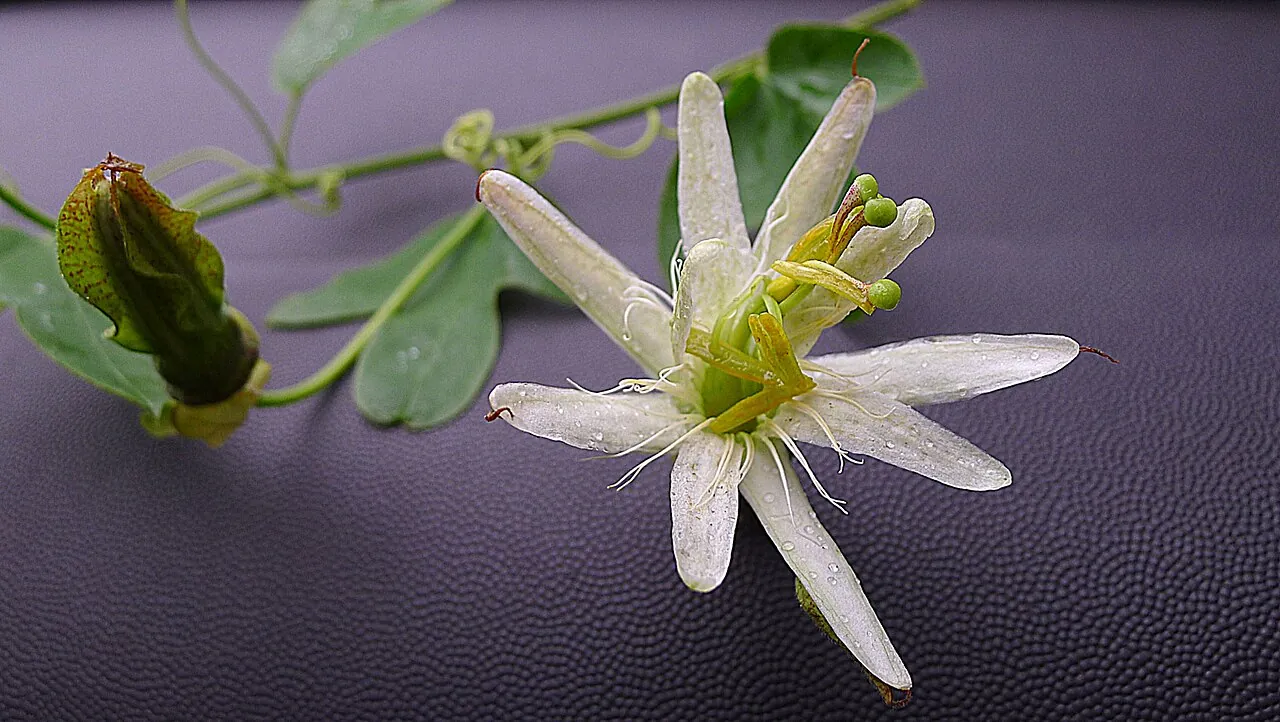Passiflora setacea fruit, photo 1