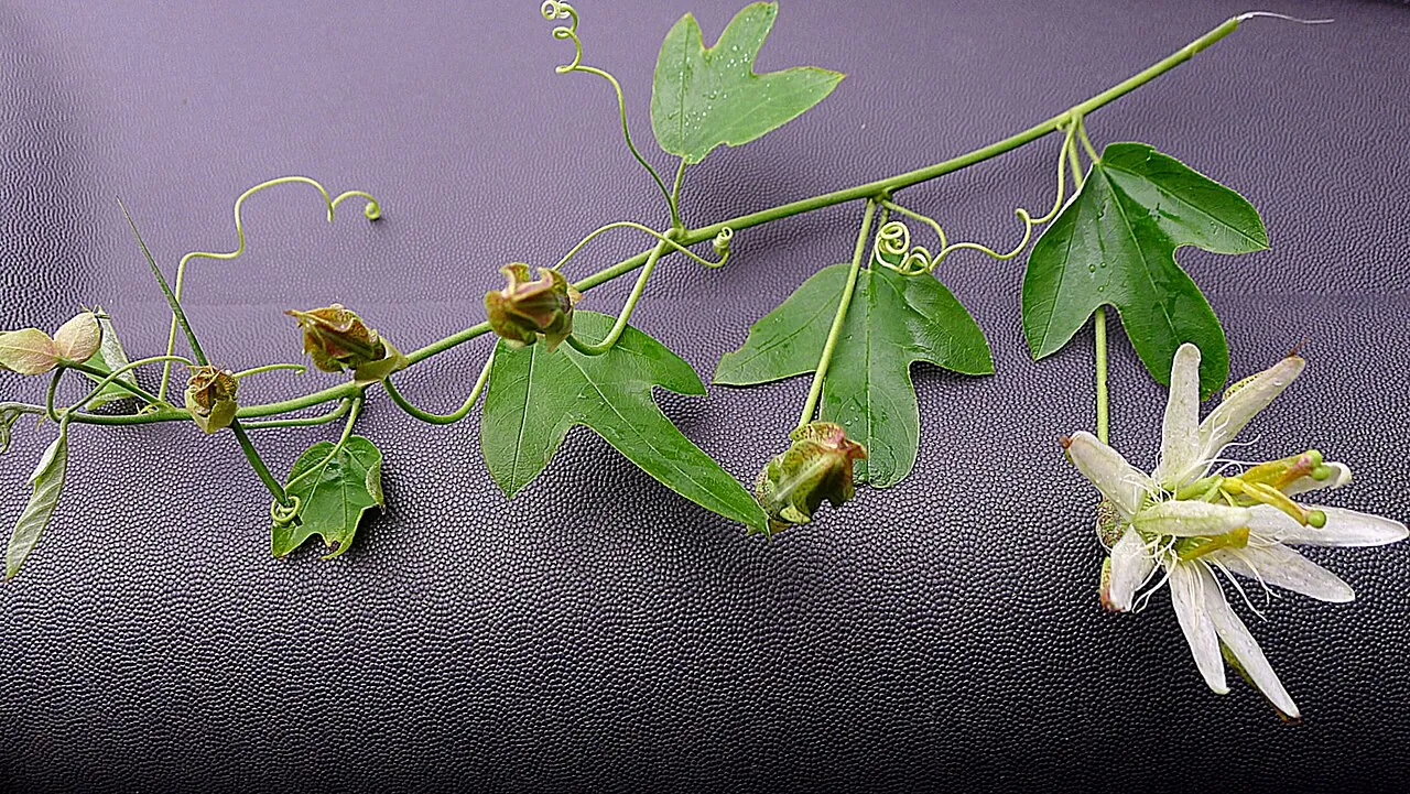 Passiflora setacea fruit, photo 2