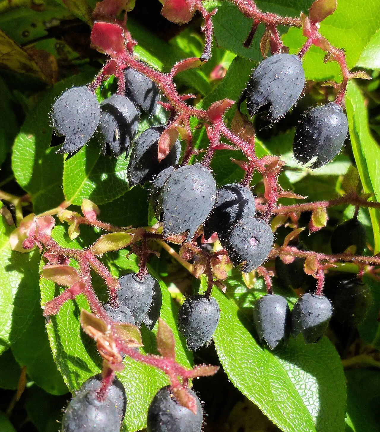 Salal berry, photo 1