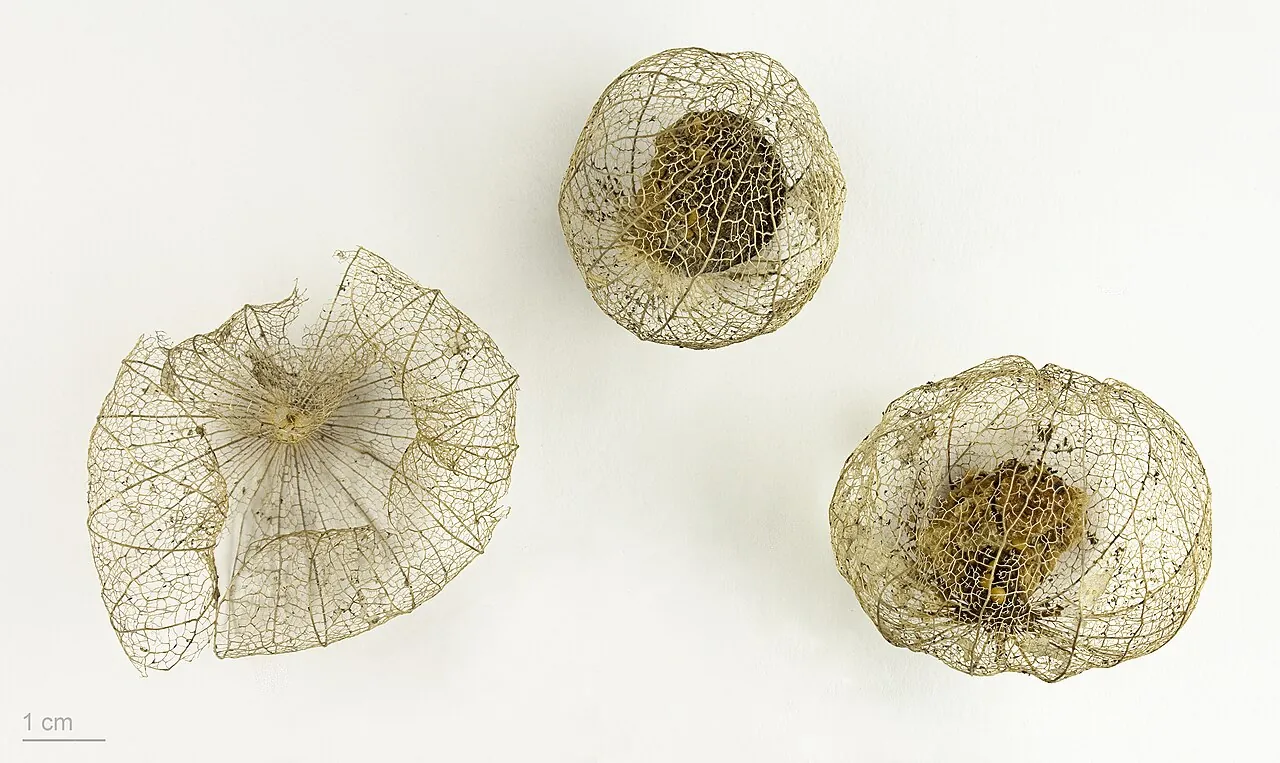 Tomatillo, photo 2