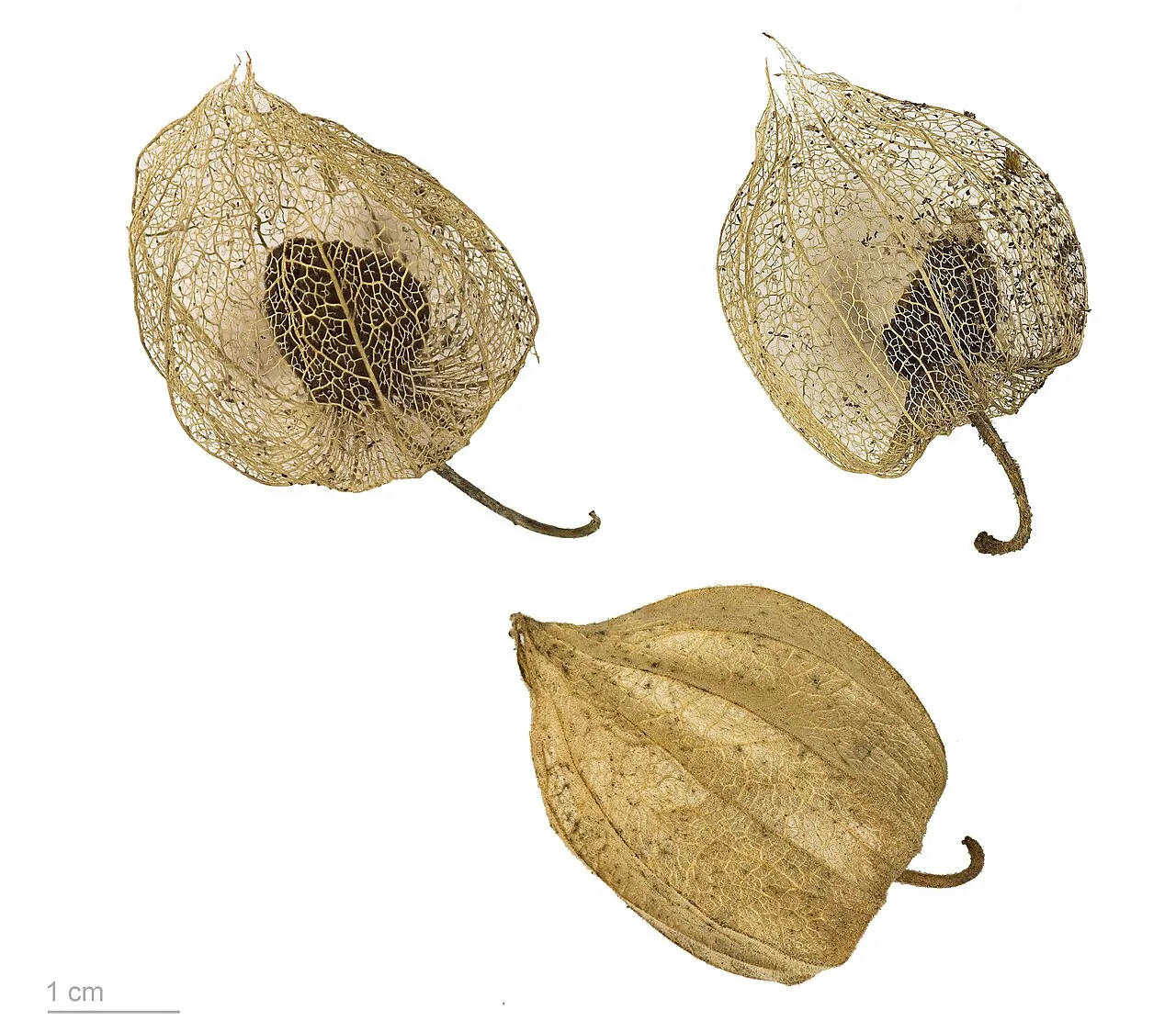 Cape gooseberry, photo 2