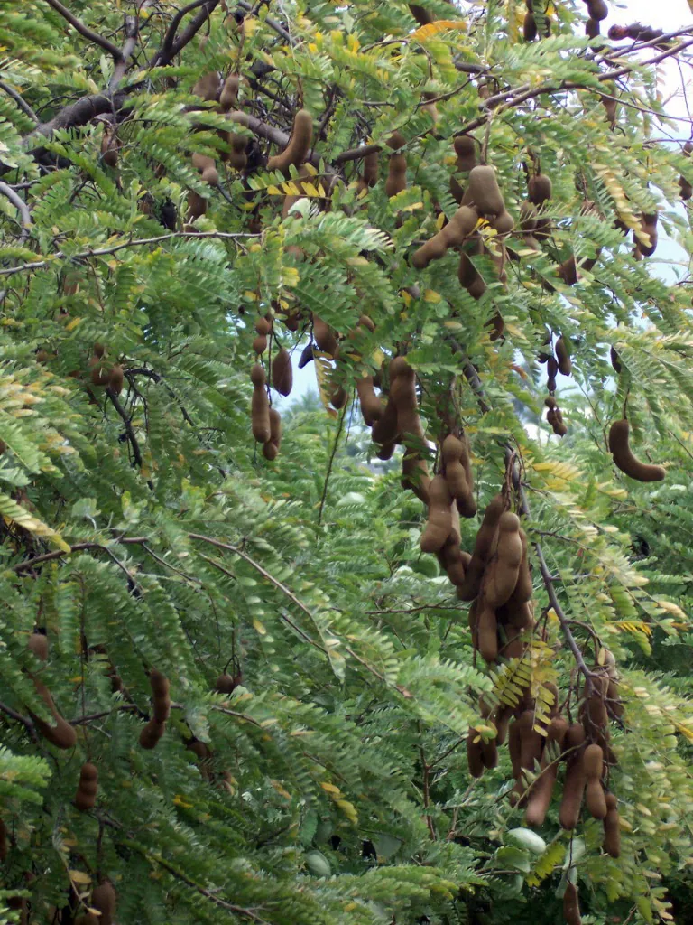 Tamarind, photo 2